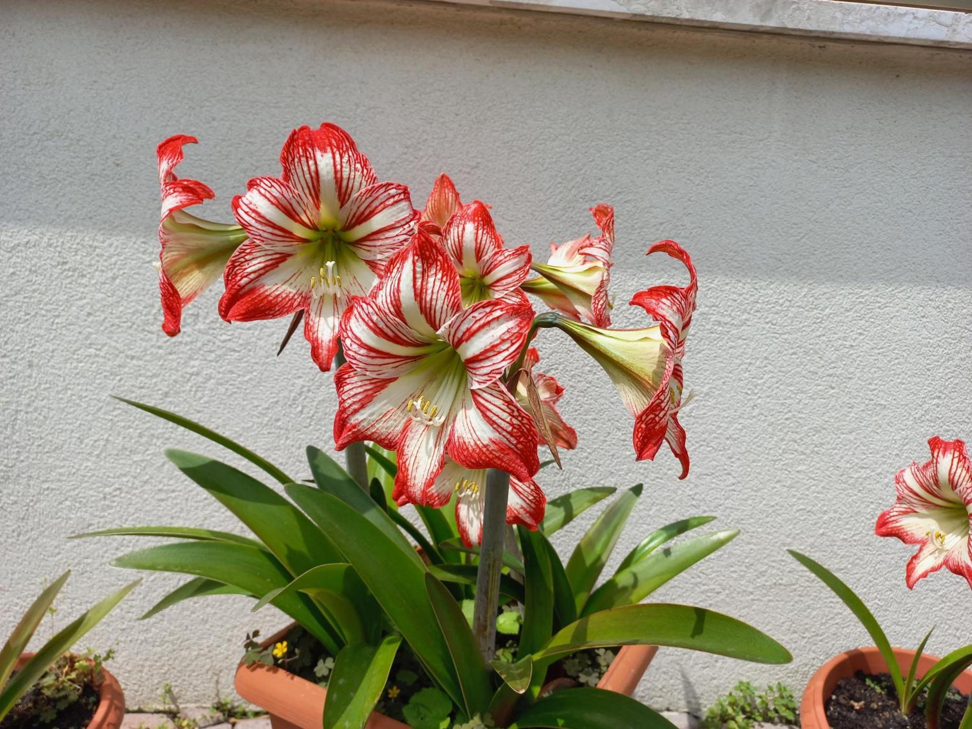 Appartamento Le Magnolie 2 Mestre Luaran gambar